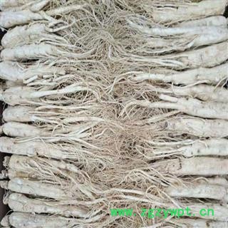 生晒参 生晒参30-35支无流无虫蛀产地直供支持货到付款 产地 吉林省白山市抚松县图2