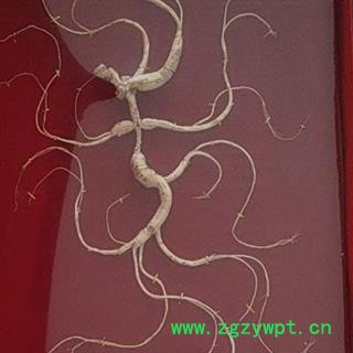 人参 长白山50年野山参精美礼盒国家权威鉴定产地直供 产地 吉林省白山市抚松县图2