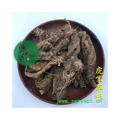 虎掌草 虎掌草根 汉虎掌 见风青 见风蓝 统 产地 贵州省