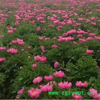 安徽亳州特产产地直销白芍切片无硫白芍散装批发芍药图4