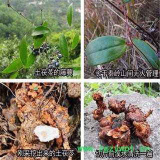 秦岭野生土茯苓 土茯苓片新货 中药材土茯苓500g 无硫土茯苓图4