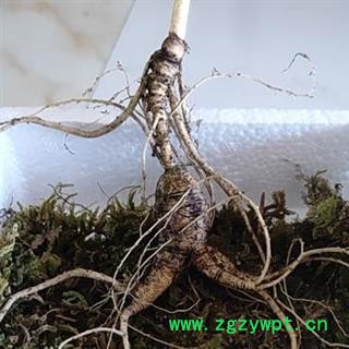 人参 新鲜林下山参重35克左右25年 产地 吉林省白山市抚松县图2