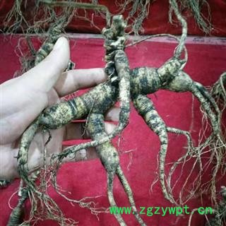 人参 百年新鲜野山参苔藓包装可保鲜6个月左右重50克左右产地直供 产地 吉林省白山市抚松县图2