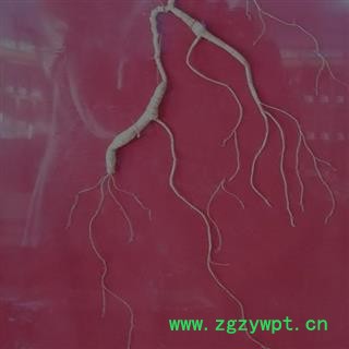 人参 长白山百年野山参精美礼盒国家权威鉴定产地直供 产地 吉林省白山市抚松县图3