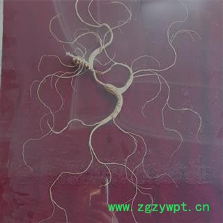 人参 长白山百年野山参精美礼盒国家权威鉴定产地直供 产地 吉林省白山市抚松县图2