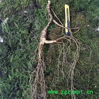 人参 35年新鲜林下山参重30克左右苔藓包装保鲜时间三个月产地直供 产地 吉林省白山市抚松县图2