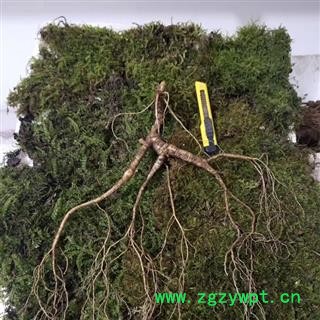 人参 20年新鲜林下山参苔藓包装可保鲜三个月产地直供 产地 吉林省白山市抚松县图2