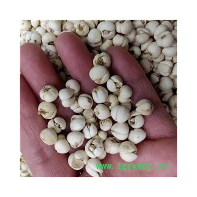 小影全品类中药材店铺 川贝母 精选货 产地 四川省