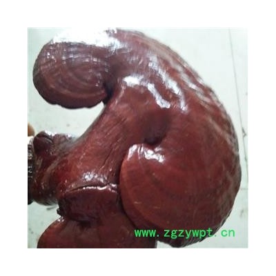 木灵芝 山东家种赤灵芝长片统片 产地 山东省聊城市冠县