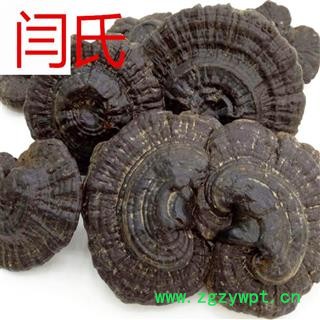 灵芝 小个黑灵芝伞形盖选货图2