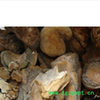 槐耳 槐蛾,槐耳,槐菌 山东 正品 药用 低价 批发统 产地 山东省威海市市辖区图3