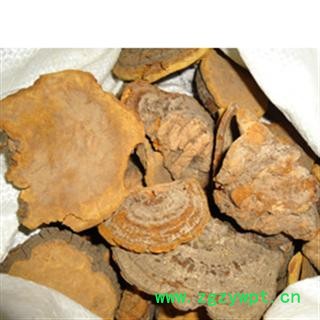 槐耳 槐蛾,槐耳,槐菌 山东 正品 药用 低价 批发统 产地 山东省威海市市辖区图2