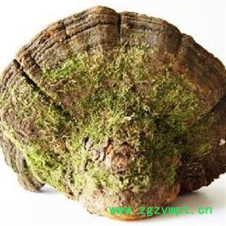 野生灵芝 松针层孔菌 松树桑黄 东北产 统货 松针层孔菌 瑞芝堂产地直销1000克图2