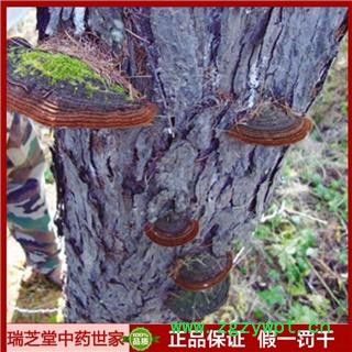 野生灵芝 松针层孔菌 松树桑黄 东北产 统货 松针层孔菌 瑞芝堂产地直销1000克图4