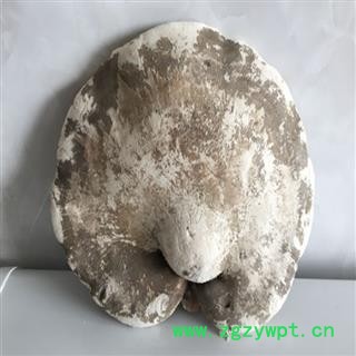 煜庭药业 苦白蹄 纯天然白灵芝 玉芝、阿里红、落叶松茸、药用层孔菌图3