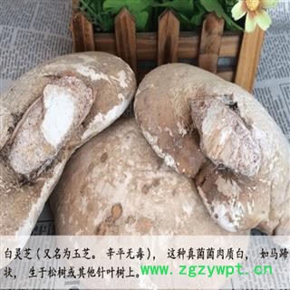煜庭药业 苦白蹄 纯天然白灵芝 玉芝、阿里红、落叶松茸、药用层孔菌图2