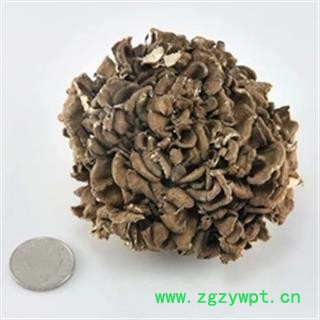 诺源药材行中药材灰树花 贝叶多孔菌 舞茸 千佛菌 栗子蘑 莲花菇图2