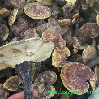 诺源药材行中药材野生正品灵芝图2