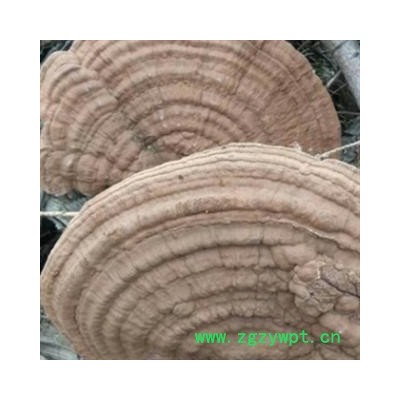 安祁名药树舌灵芝  平盖灵芝