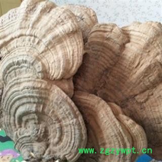 安祁名药树舌灵芝  平盖灵芝图2