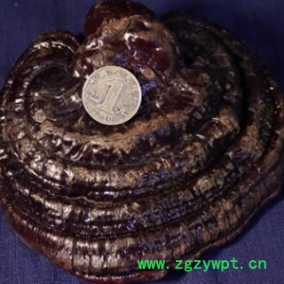 安祁名药灵芝 无柄黑芝图2