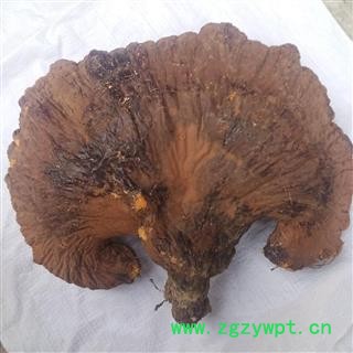 安祁名药灵芝   野生灵芝  优质大选图4