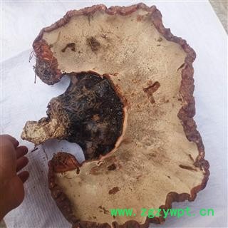 安祁名药灵芝   野生灵芝  优质大选图3