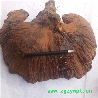 安祁名药灵芝   野生灵芝  优质大选图2