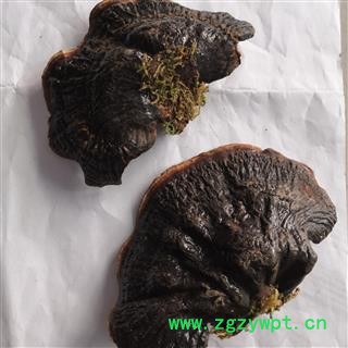 安祁名药野生灵芝   无柄紫芝大金边图2