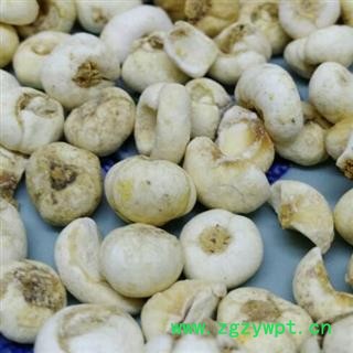 中药材平贝母 无硫贝母 产地东北 平贝  坪贝 品种齐全 安国中药材批零大全图2