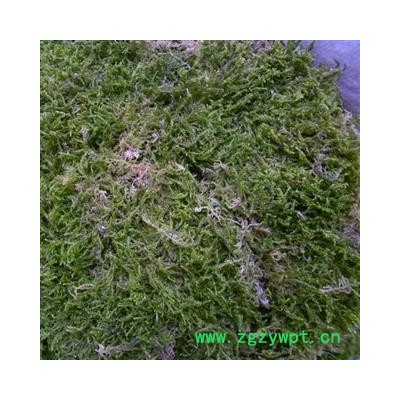 石见穿，石青苔 精品好货 产地 四川省成都市双流县 库存 2000千克可售