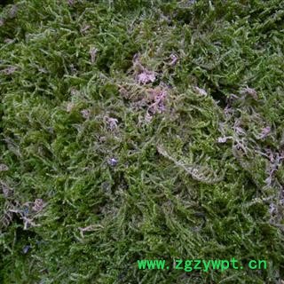 石见穿,石青苔 精品好货 产地 四川省成都市双流县 库存 2000千克可售图3