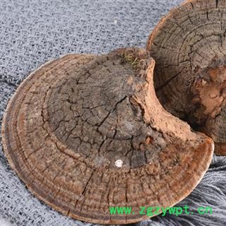 桑黄 秦岭优质桑黄 手工掰取 分拣 日晒500g图2