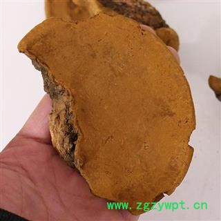 桑黄 秦岭优质桑黄 手工掰取 分拣 日晒500g图4