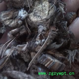 漏芦 统 产地 四川省内江市市辖区图3