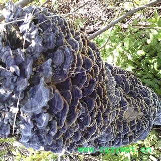 东北野生长白山云芝 新选货 包邮 高山2018新货图3