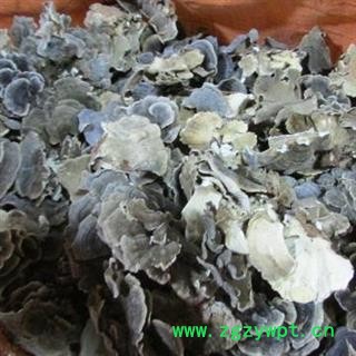 东北野生长白山云芝 新选货 包邮 高山2018新货图2