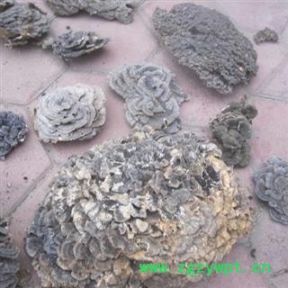 东北野生长白山云芝 新选货 包邮 高山2018新货图4