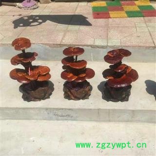 灵芝盆景  产地 山东省聊城市冠县图3