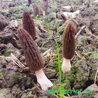 羊肚菌 精选大货7到9公分 剪柄肉厚图2