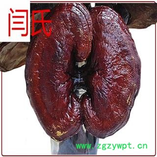 灵芝 小个红灵芝 精选图3