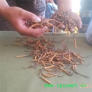 冬虫夏草 藏虫草精选4200条 产地 吉林省白山市抚松县图2