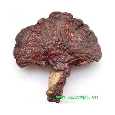 木灵芝 统 产地 吉林省白山市抚松县，产地直供，假一赔十