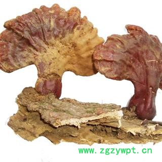 木灵芝 统 产地 吉林省白山市抚松县，产地直供，假一赔十图2