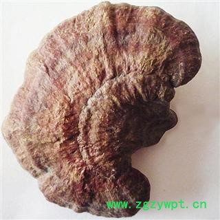 木灵芝 统 产地 吉林省白山市抚松县，产地直供，假一赔十图3