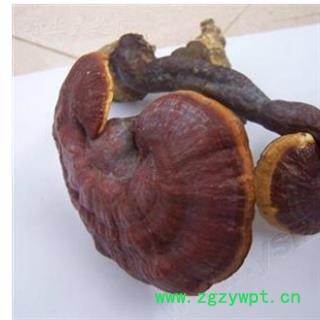 灵芝 产地直销灵芝个 产地 山东省图3
