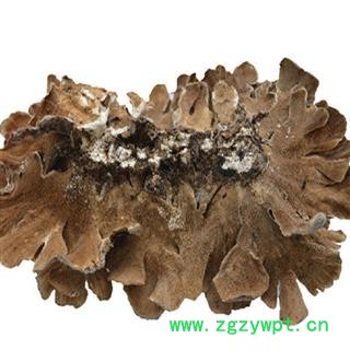 煜庭药业 云芝  黄云芝、灰芝、瓦菌图3