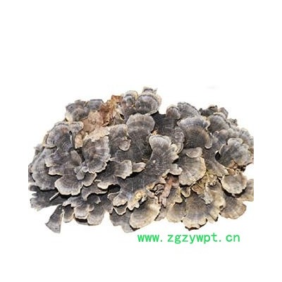 煜庭药业 云芝  黄云芝、灰芝、瓦菌