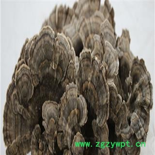 煜庭药业 云芝  黄云芝、灰芝、瓦菌图4