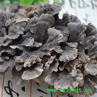 煜庭药业 云芝  黄云芝、灰芝、瓦菌图2